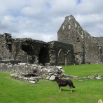 Glenluce Abbey