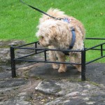 IMG_2986 (816 x 612) Mara-Knast