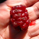 IMG_5107 (1077 x 807)