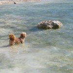 IMG_5288 (1077 x 807)