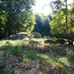 IMG_5739 (1077 x 807)