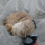 IMG_5847 (1077 x 807)